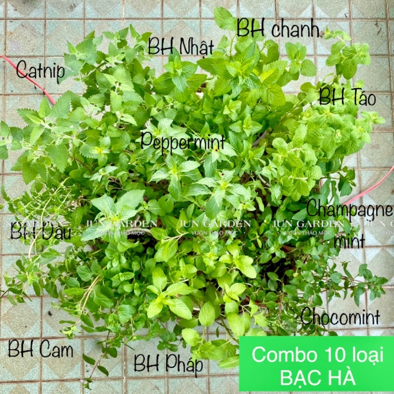 Cây Bạc Hà Mèo JUN GARDEN Catnip Và Catmint