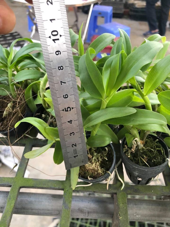 lan phi điệp 5 cánh trắng Phú Thọ cây giống 7 -10cm