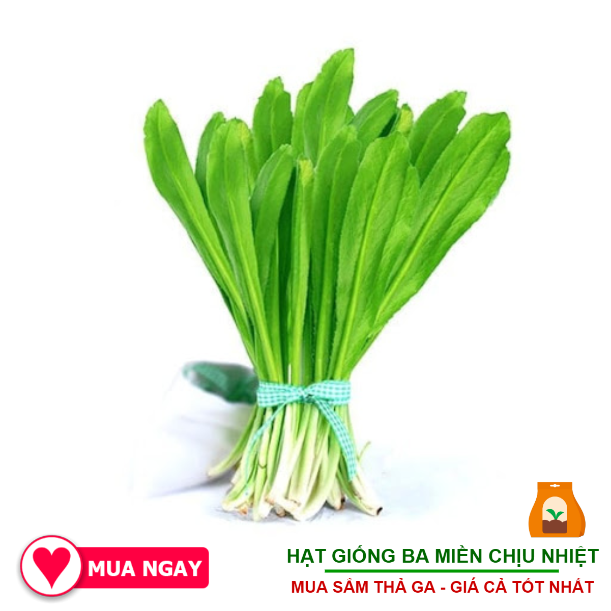 Hạt Giống Ngò Gai Lá Lớn (Rau Mùi Tàu) - 1Gram