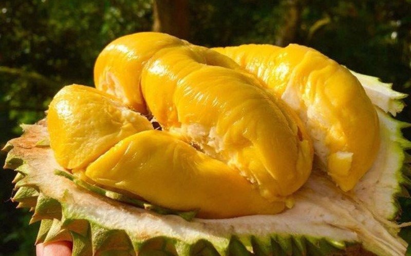 Quả sầu riêng RI6