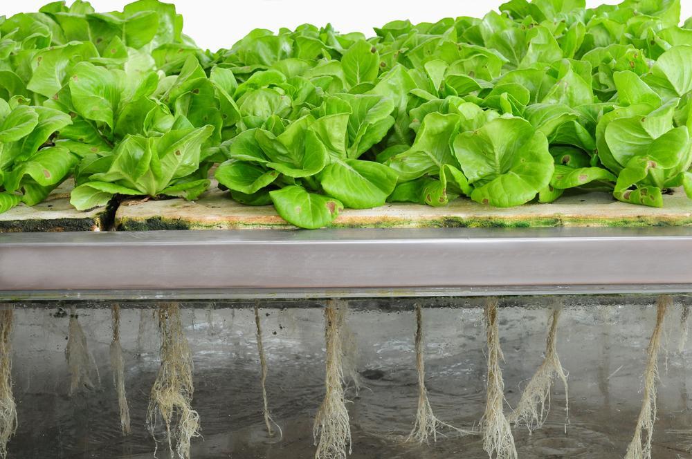 Lavalix 100ml hydroponic solution, vegetable hydroponic, easy mixing, for hydroponic vegetables, hydroponic plants, hydroponic plants, hydroponics, plant growing, water drip irrigation system