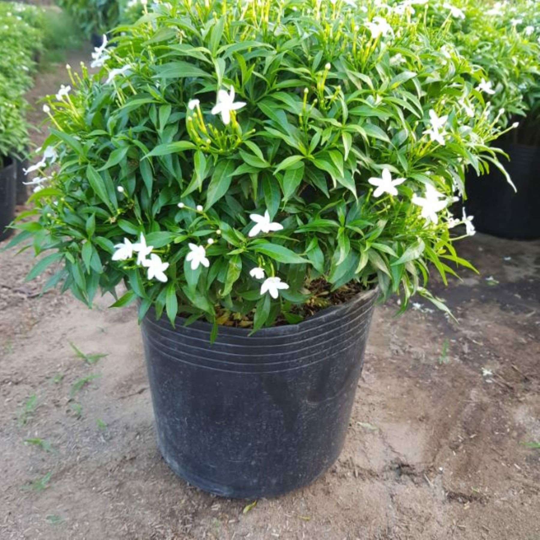 Chậu hoa mai vạn phúc