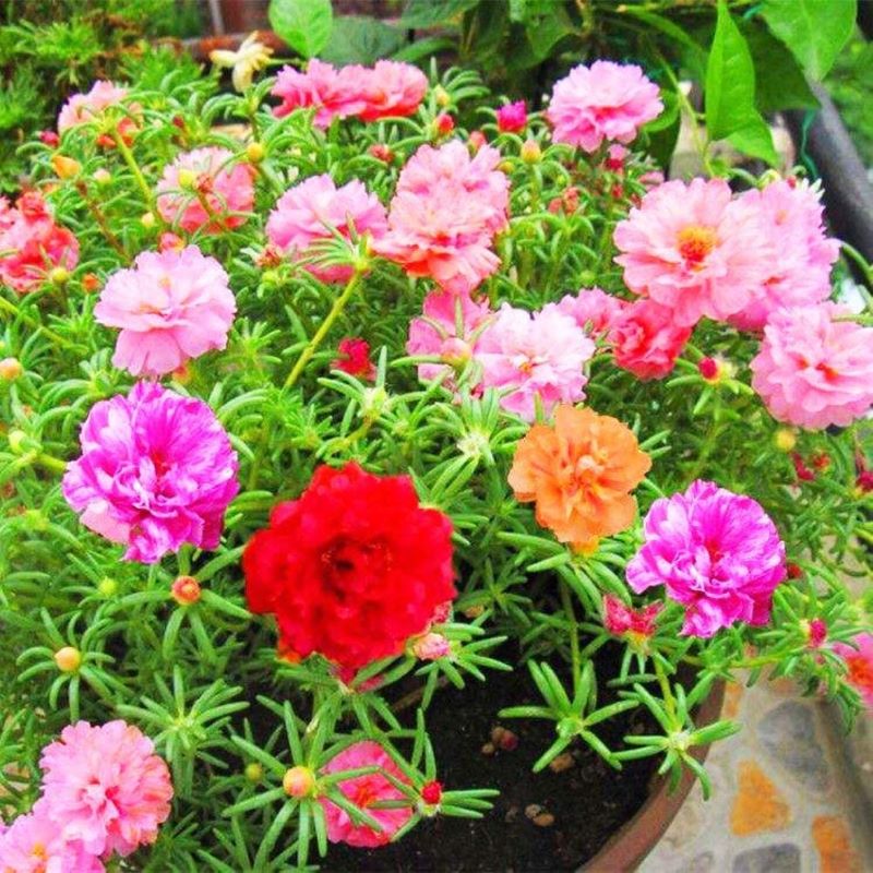 Hạt giống hoa mười giờ nhiều màu