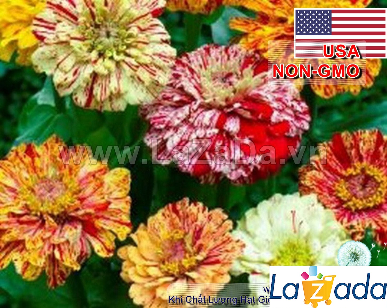 50h Hạt Giống Hoa Cúc Lá Nhám CandyStripe (C4.200| -KD: B41*V73*M165)