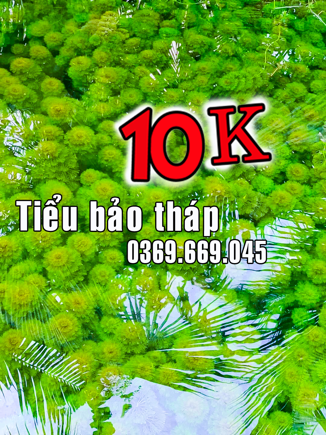 Tiểu Bảo Tháp cây thủy sinh lọc nước cho cá cảnh
