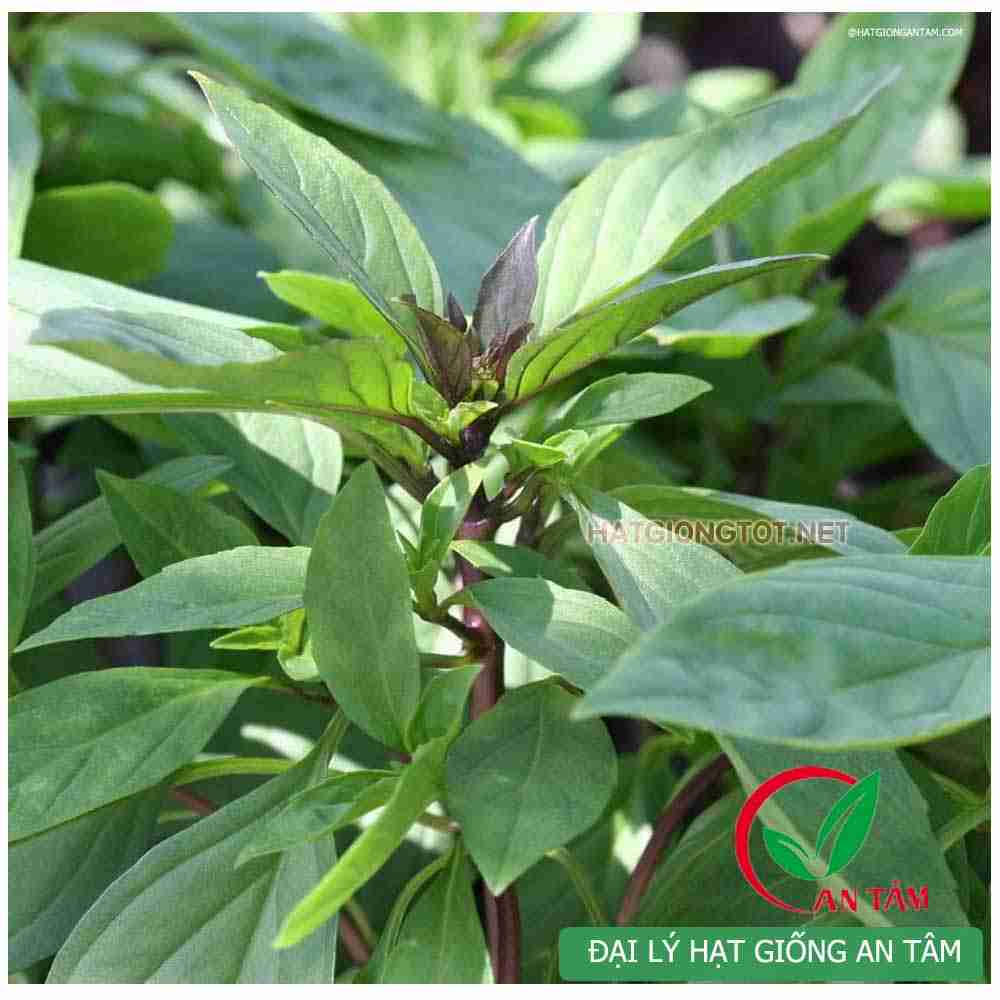 [Rẻ vô địch] [Ảnh thật] Giống Rau Quế thơm - HẠT GIỐNG RAU THƠM
