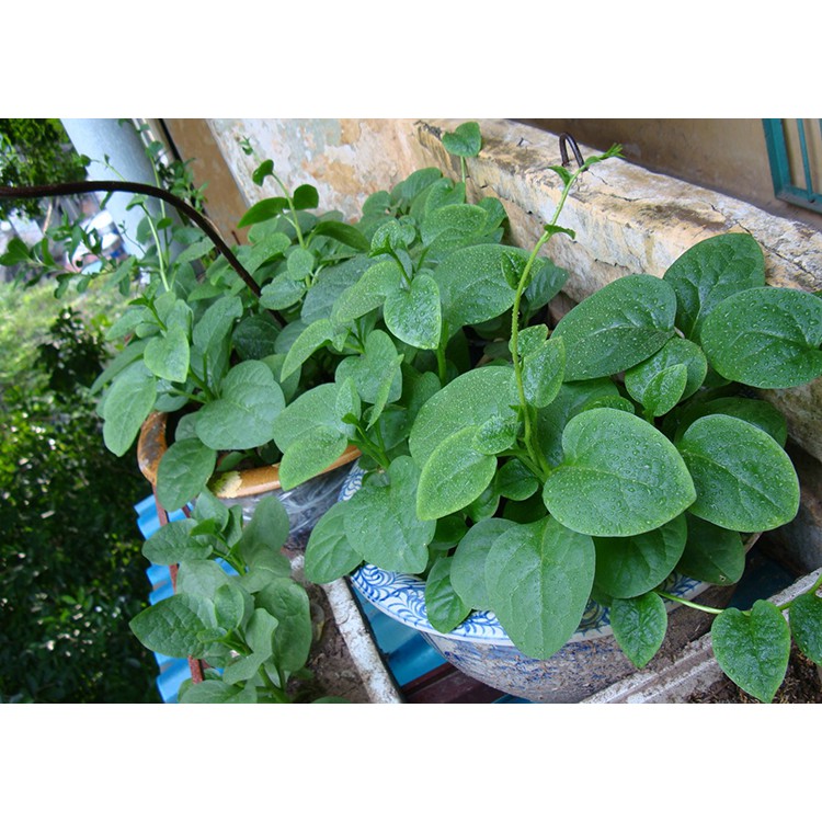 Hạt Mồng Tơi Cao Sản Phú Nông 20Gram