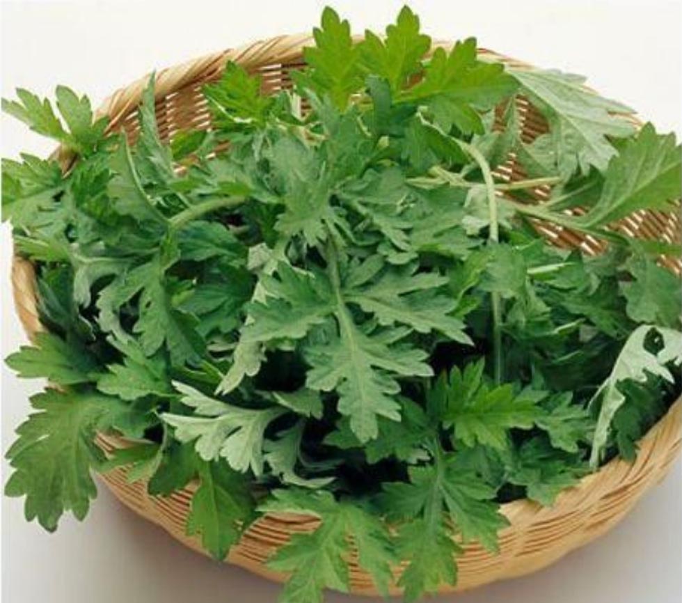 Hạt Giống Cây Ngải Cứu (Gói 50 hạt) Chịu Nhiệt, Tái Sinh Mạnh, Thu Hoạch Quanh Năm