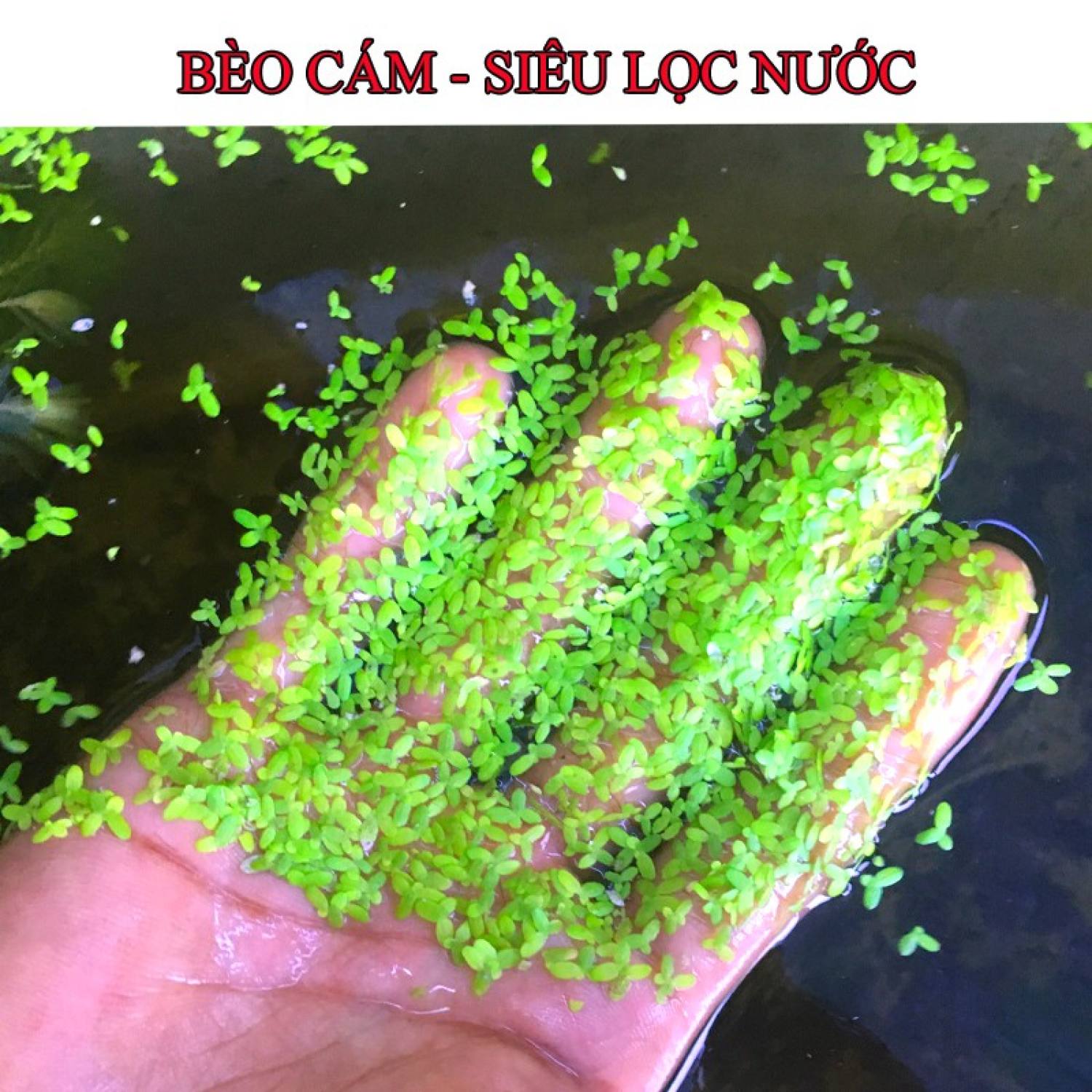 Bèo cám Siêu lọc nước