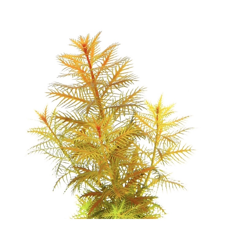 Proserpinaca palustris(cuba) - Cây Lông Chim - Cây Thuỷ Sinh