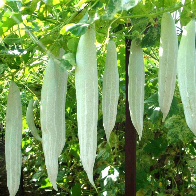 Hạt giống khổ qua tây ( Khổ qua tây trắng ) - Gói 2gram
