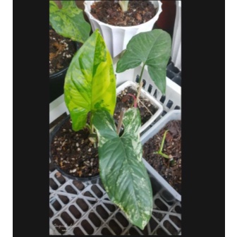 Cây trầu bà đột biến vàng - Syngonium aurea