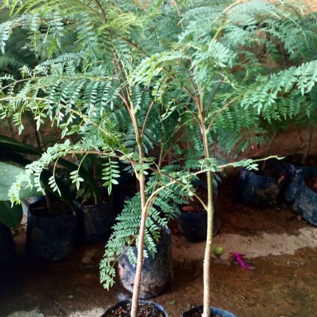 Combo 2 Cây phượng tím