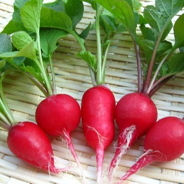 1g Hạt giống củ cải đỏ baby dễ trồng