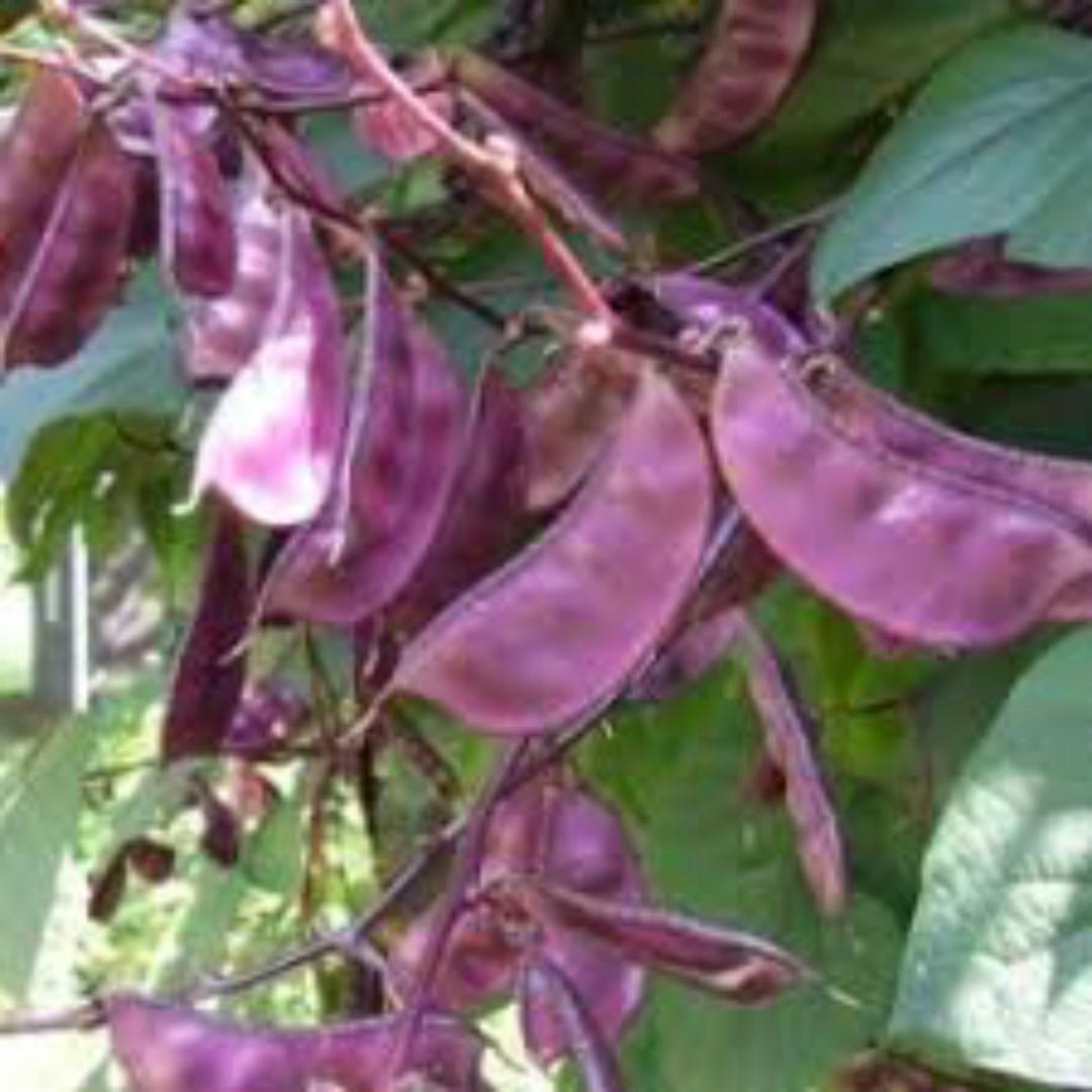 Hạt Giống Đậu Ván Đỏ. Túi 5 Hạt - Nhiều Dinh Dưỡng - Năng Xuất Cao - Giá Khuyến Mại - Kèm Quà Tặng