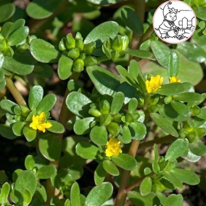 HẠT RAU SAM, RAU SAM - GÓI 2 GRAM