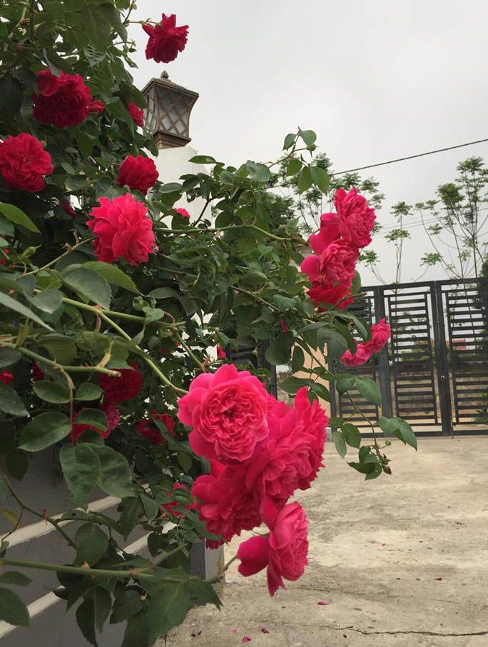 Cây hoa hồng leo tường vi