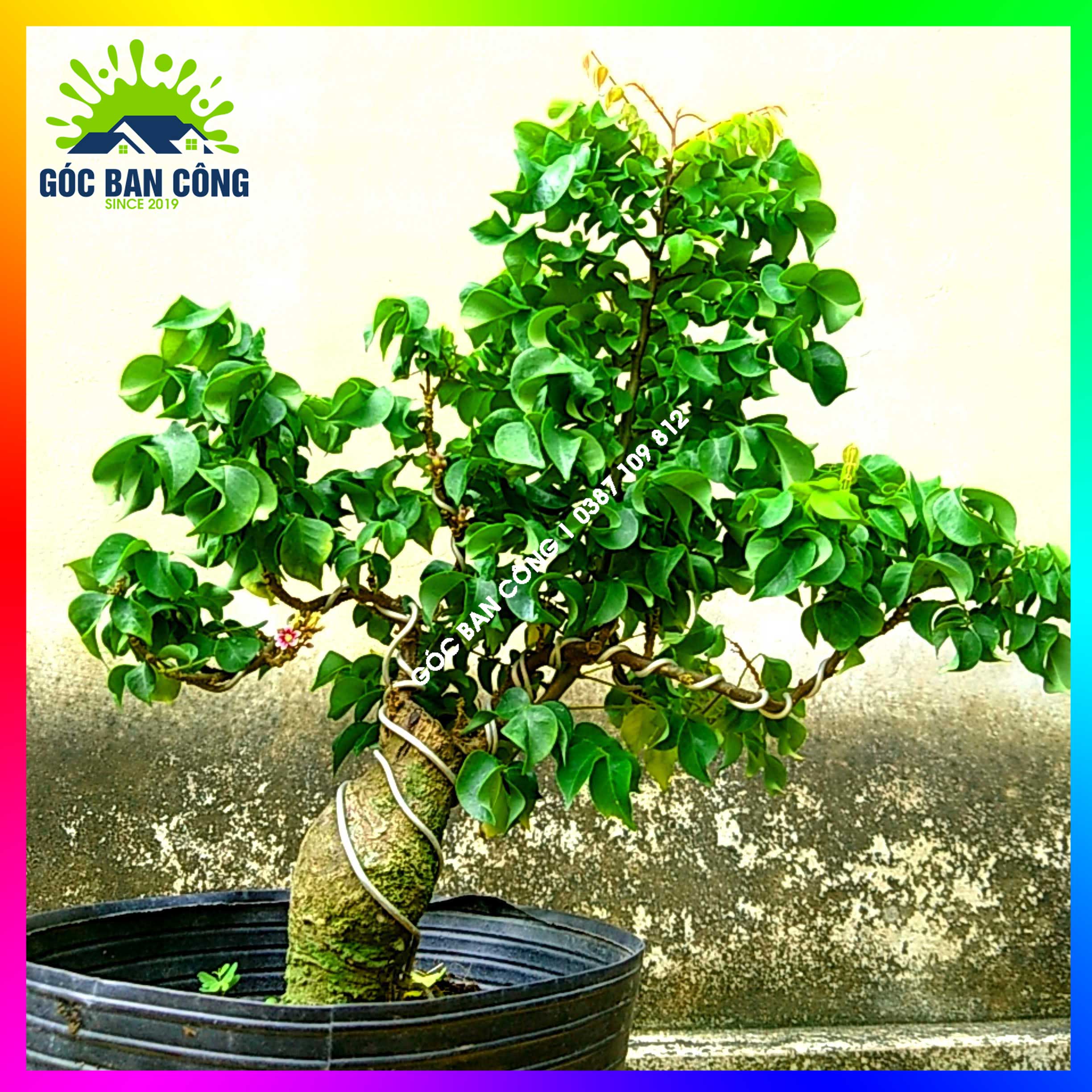 Cây Khế Bonsai Mini Gốc Quái - KBS05