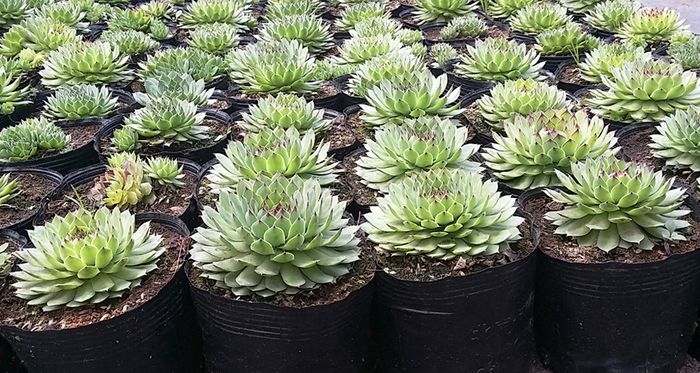 Sen đá phật bà size bầu 3-5 cm