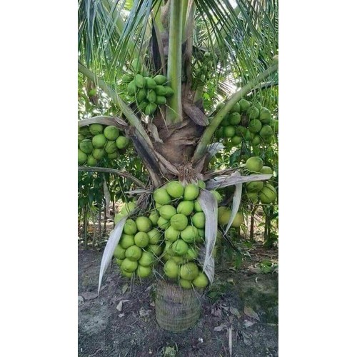 Dừa xiêm lùn cây giống+ Tặng 500g phân hữu Thỏ hữu cơ