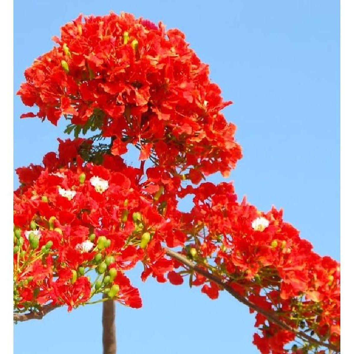 Hạt giống hoa phượng vĩ đỏ - 5 hạtgói