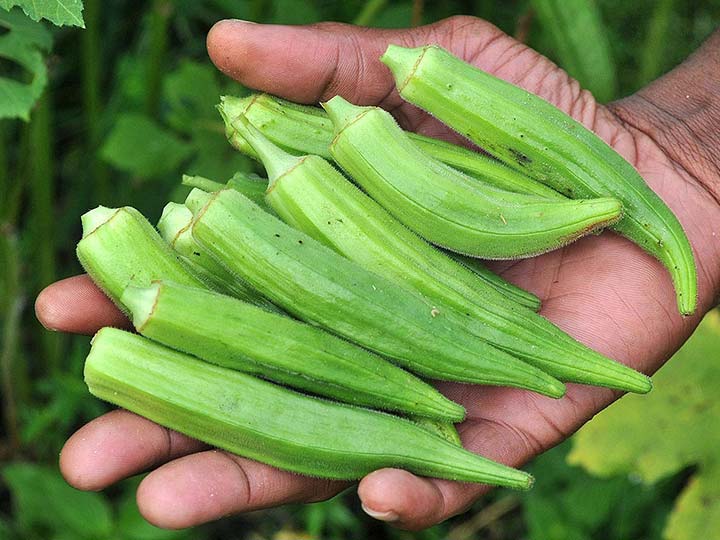 [Lấy mã giảm thêm 30%] Gói Hạt Giống Đậu Bắp Xanh