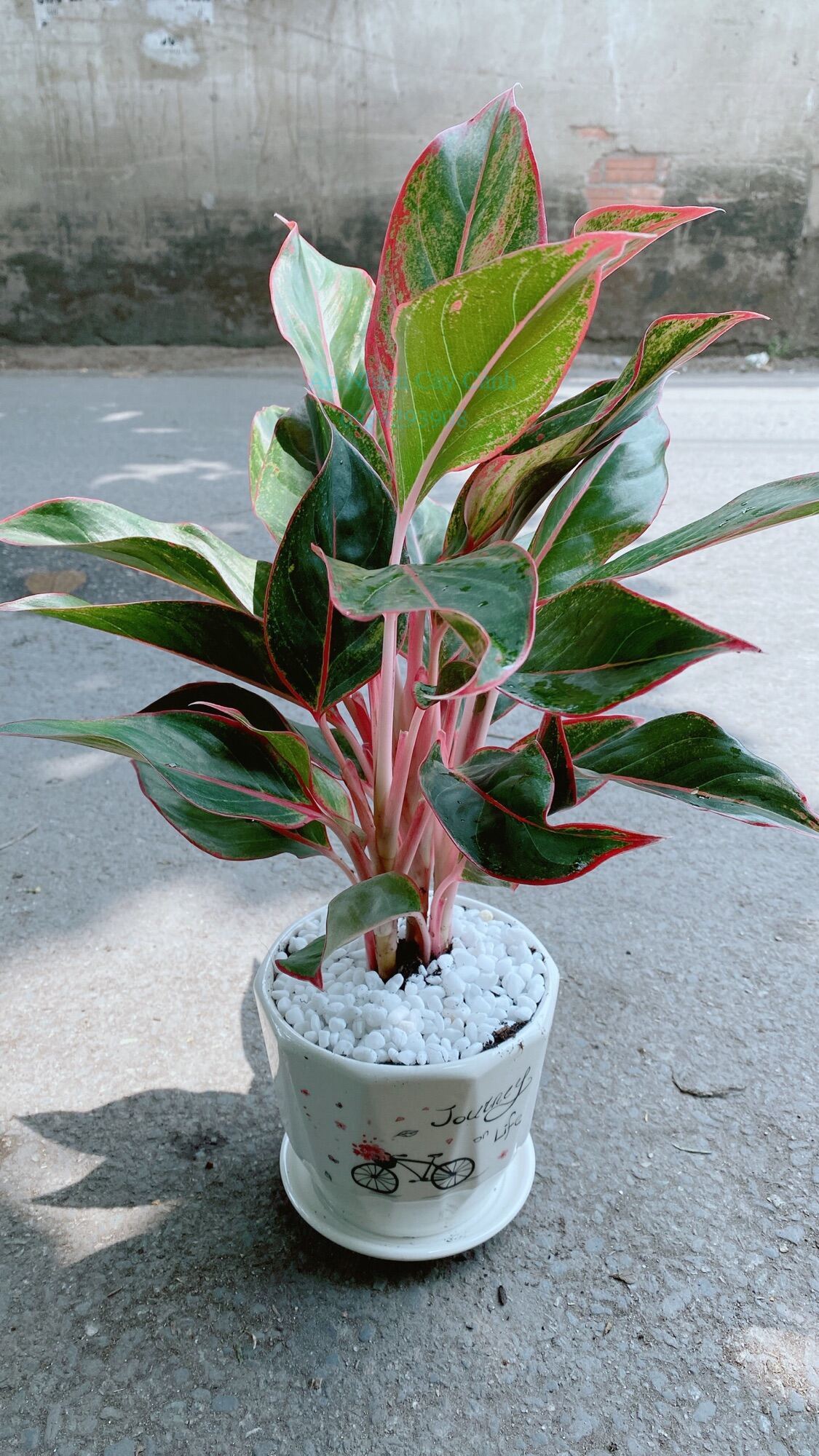 Chậu Cây Phú Quý Để Bàn