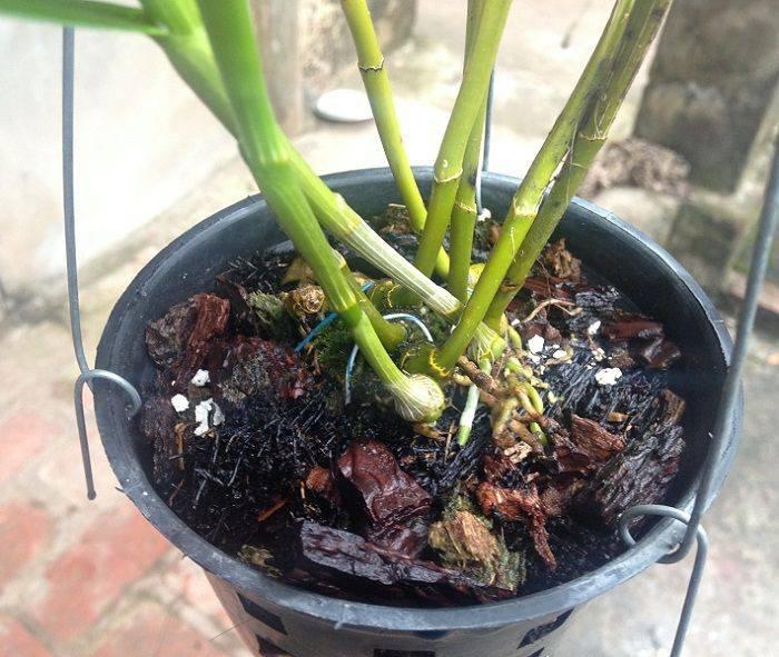 Phân dơi VietGAP hữu cơ sinh học túi 1kg