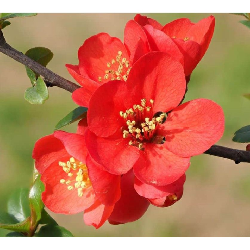 Hạt giống cây mai trung quốc hoa đỏ - 5 hạt