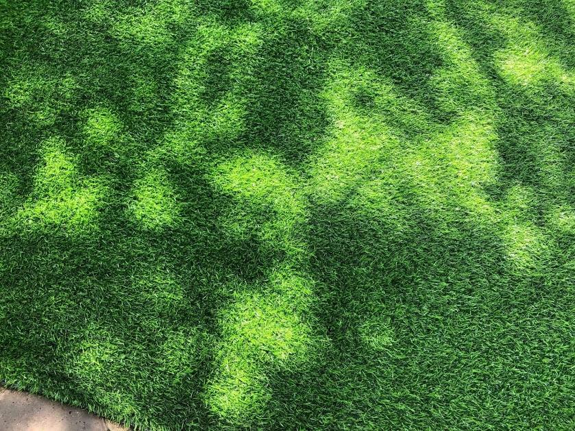 ( Giá Sốc )22 mét vuông thảm cỏ nhân tạo độ cao 2.5cm (Kt 2m x 11m)