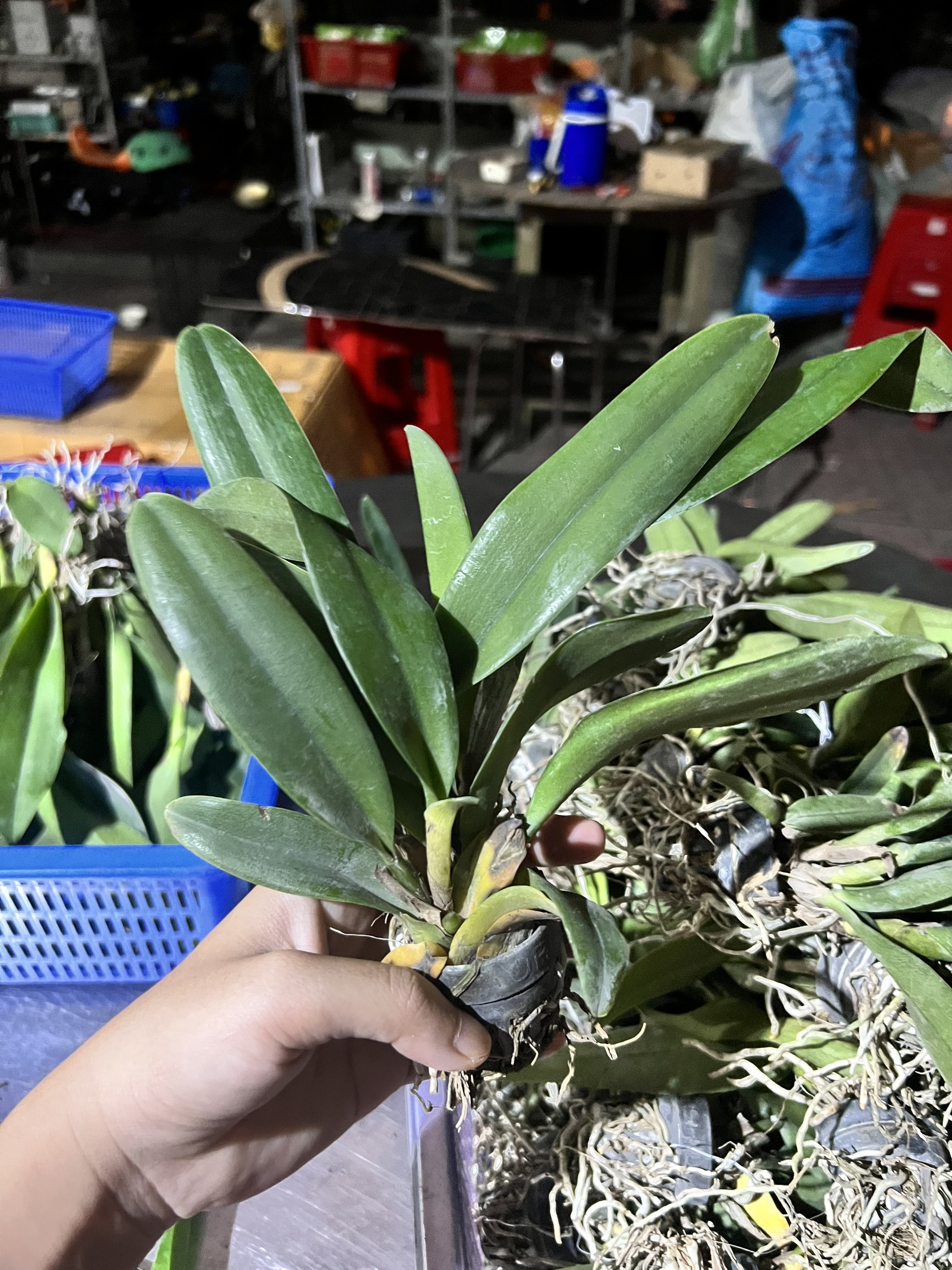 Lan Cattleya Cây Giống Nhiều Màu