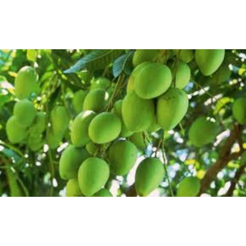 CÂY GIỐNG XOÀI CÁT CHU SIÊU SỚM (cây giống siêu sớm có bảo hành )