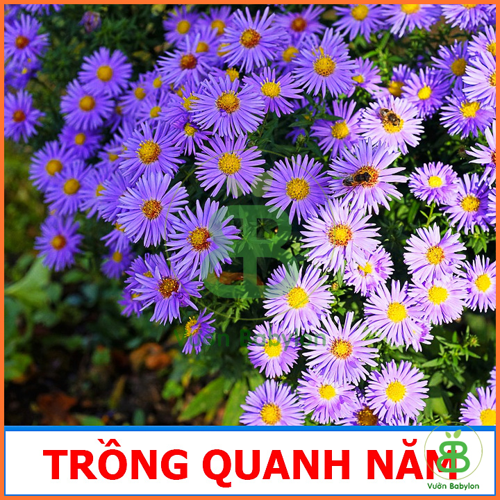 Hạt Giống Hoa Thạch Thảo Tím Dễ Trồng, Nhiều Hoa