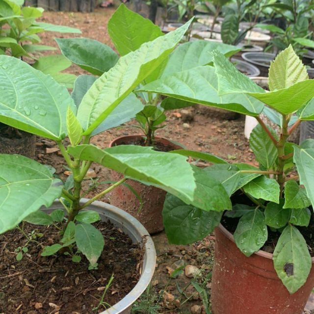 02 Cây Vả Mật Giống 30cm 366LZ