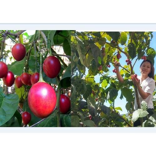 Hạt Giống Cà Chua Thân Gỗ Tamarillo 10 hạt/gói ( tặng kèm gói kích thích ươm hạt)