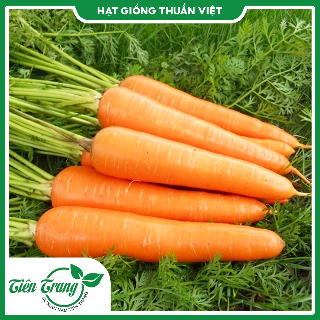 Hạt giống Cà Rốt TN