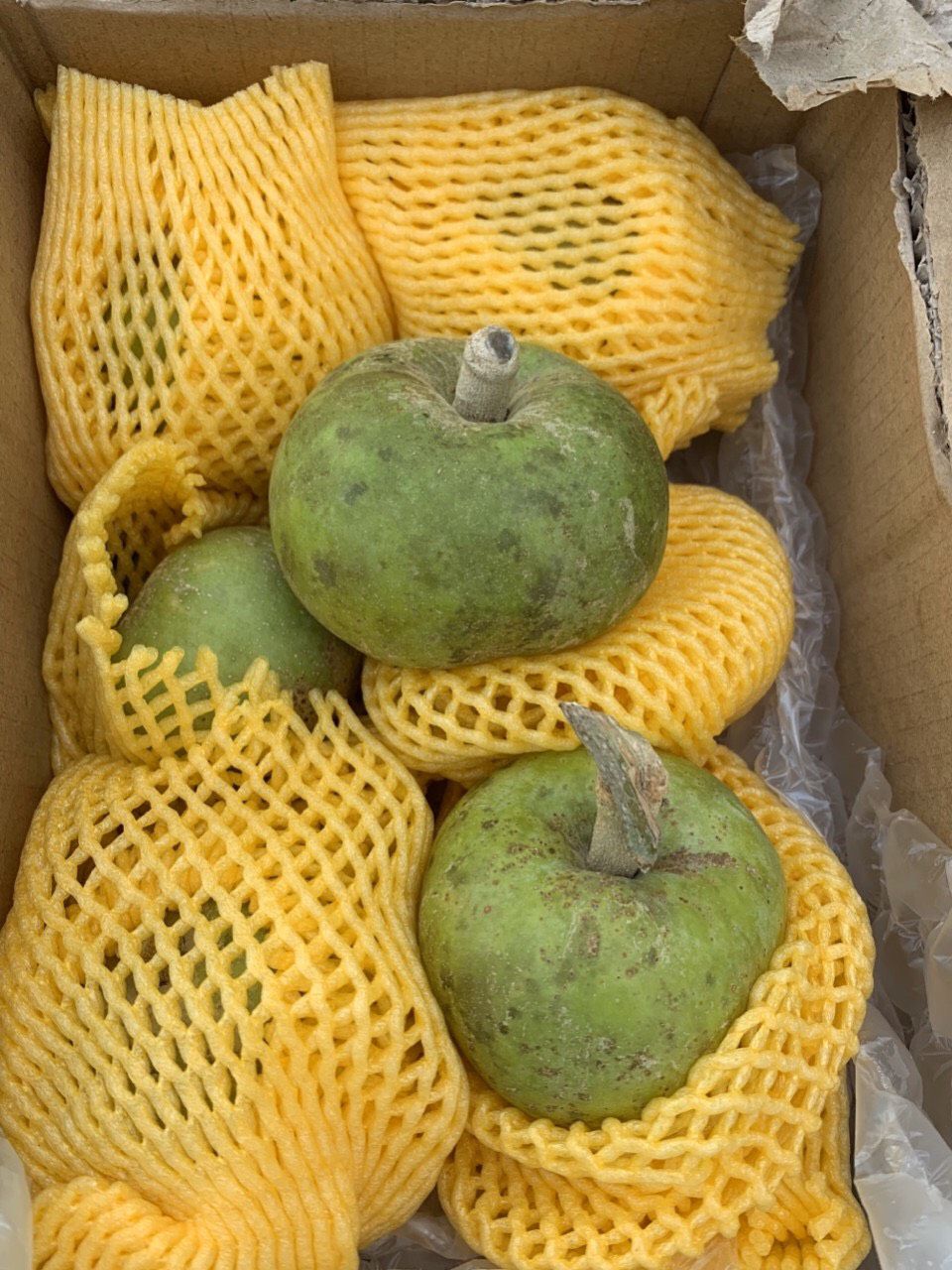 cây bánh kem 6 tháng cây cho trái