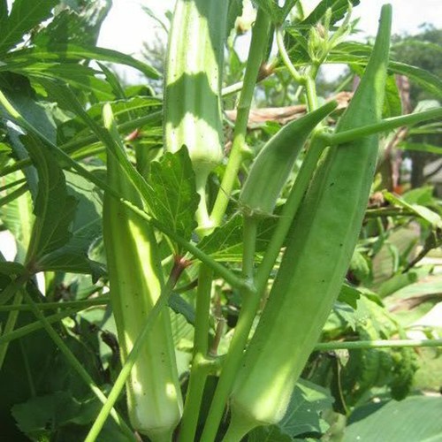 10GR_HẠT GIỐNG ĐẬU BẮP XANH (DỄ TRỒNG)
