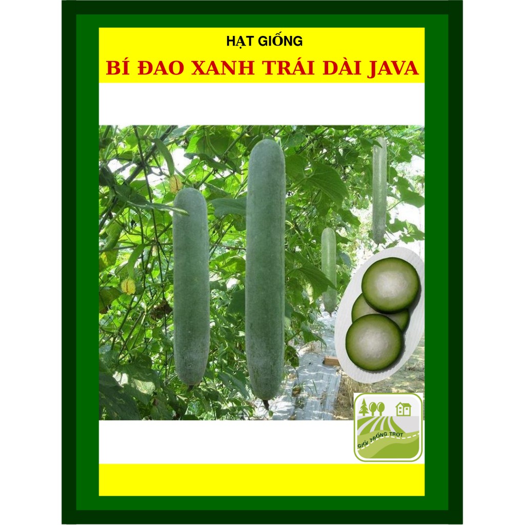 Hạt Giống Bí Đao Xanh Trái Dài F1 Java 0.2 Gram