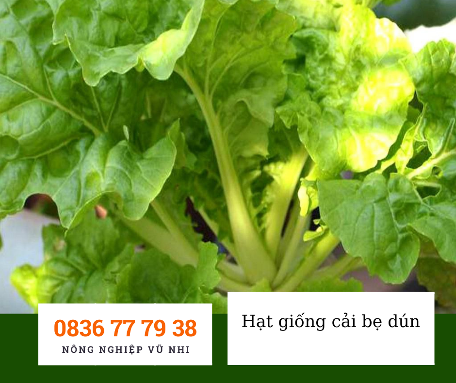 Hạt giống cải bẹ dún 10 gr ( 2500 hạt)