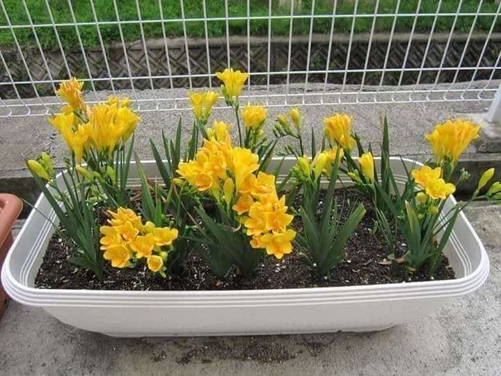 Củ lan nam phi nhiều màu - tặng kích mầm