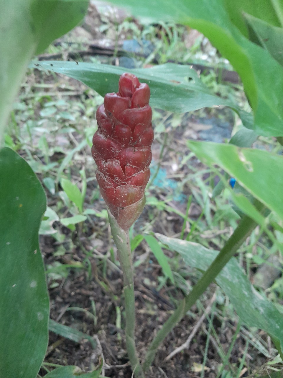 Cây Gừng gió giống (mai gan, gừng rừng, ngãi xanh, riềng gió)