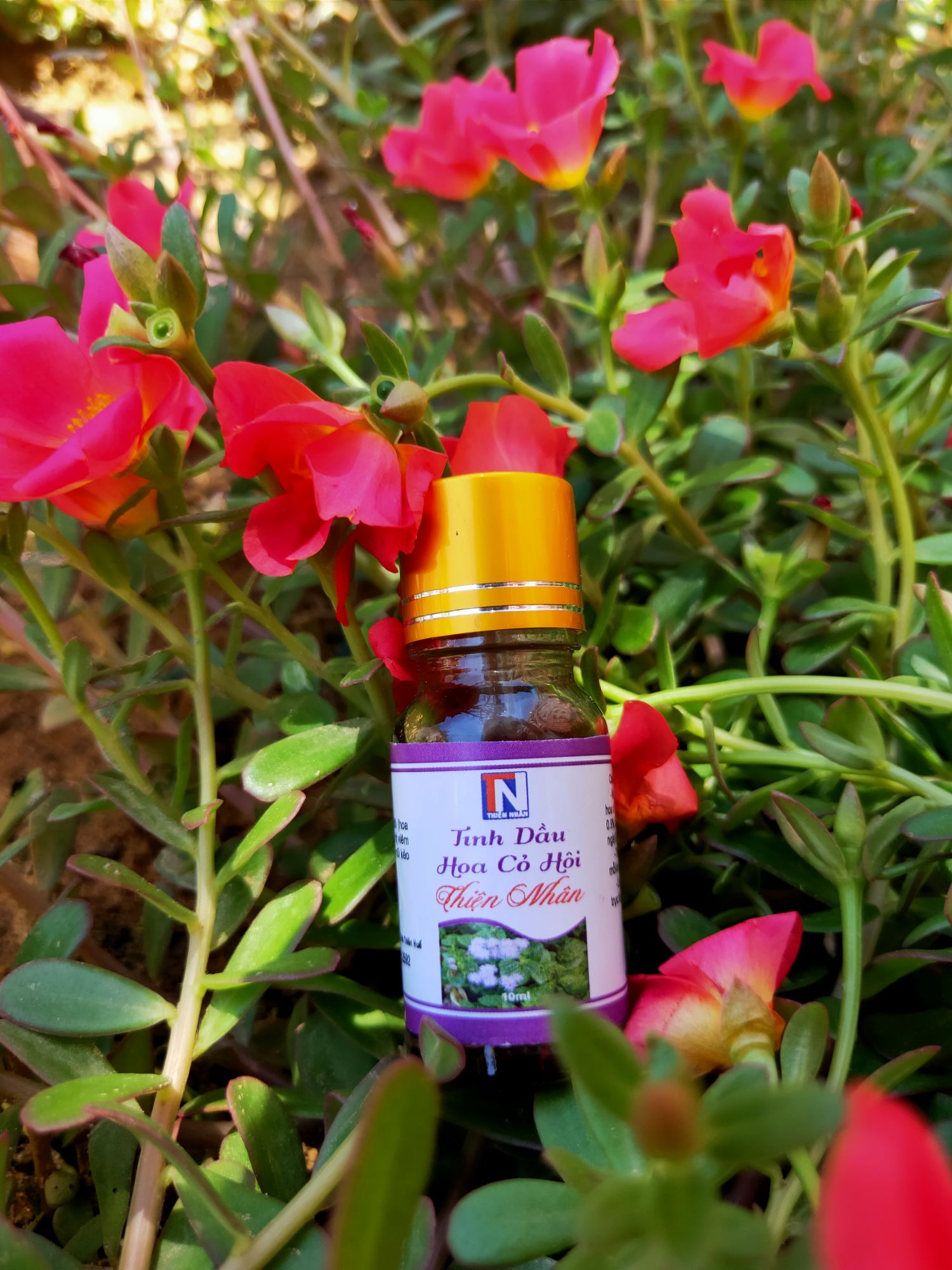 Tinh dầu hoa cỏ hôi( hoa ngũ sắc) Thái Thiện ( Thiện Nhân) 10ml