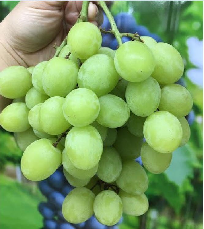 Hạt giống nho xanh leo gian 10 hạt/gói ( TẶNG gói kích thích hỗ trợ hạt nảy mầm)