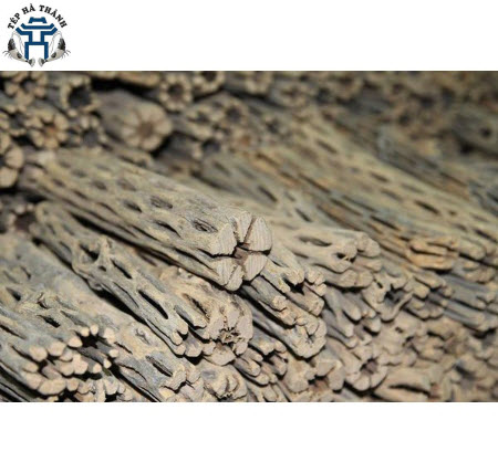 [Hoàn Tiền 10%] Lũa Cholla Cactus cho bể tép