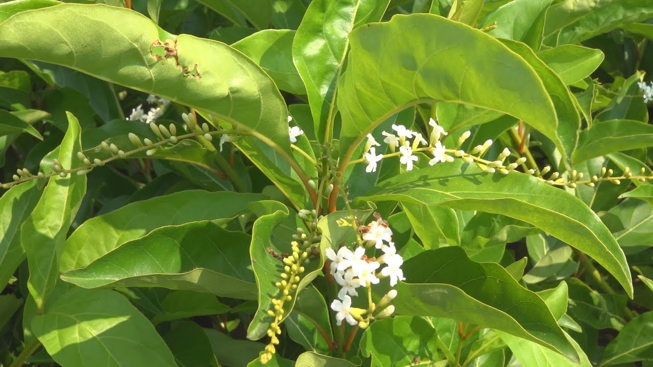 Cây giống Lài Thơm Thái - CayGiongTot