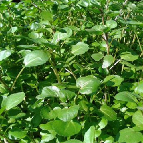 Hạt giống xà lách xoong Mỹ - gói 0.5 gram