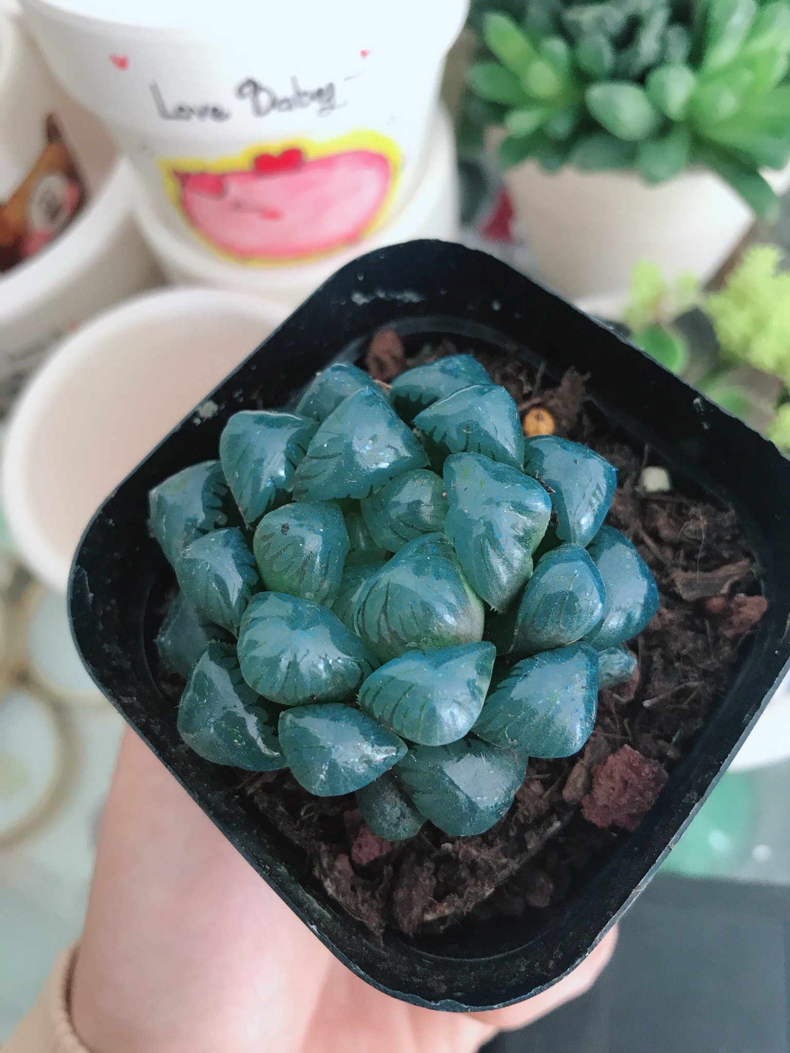 Sen Đá Kim Cương Cooperi Xanh