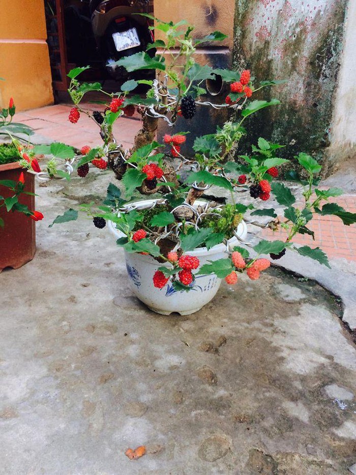 cây dâu tằm bonsai mini