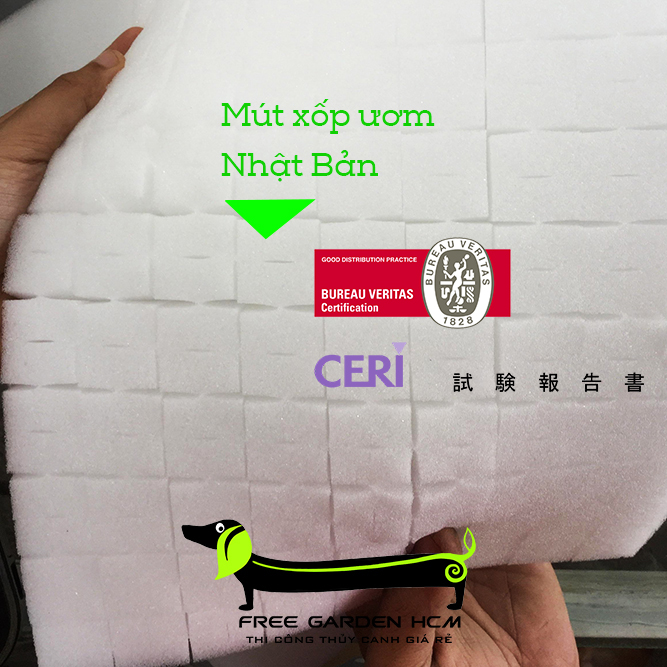 COMBO 540 VIÊN MÚT XỐP ƯƠM HẠT - NHẬT BẢN CẮT RÃNH